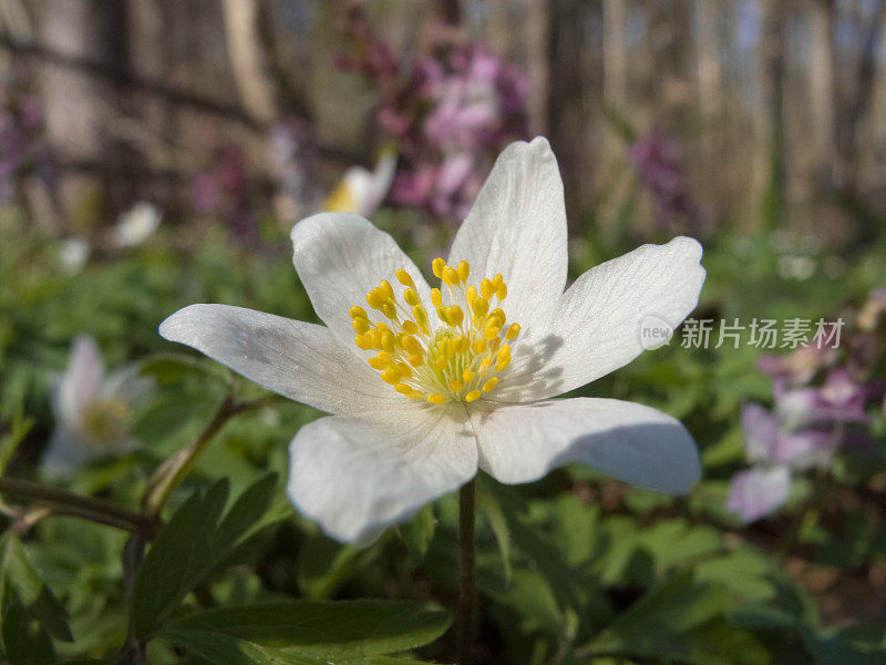 德国森林中的春花-木银莲花(Anemone nemorosa)